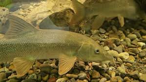 Image result for Barbus barbus