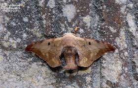 Attēlu rezultāti vaicājumam “Endromidae”