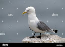 Attēlu rezultāti vaicājumam “Rissa tridactyla”