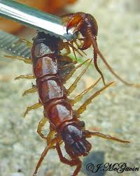 Attēlu rezultāti vaicājumam “Lithobius forficatus”