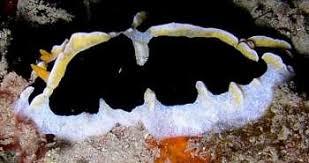 Attēlu rezultāti vaicājumam “Retinia resinella exuvia”