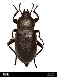 Attēlu rezultāti vaicājumam “Blaps mortisaga”