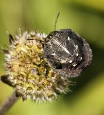 Attēlu rezultāti vaicājumam “Eurygaster testudinaria nymph”