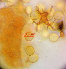 Attēlu rezultāti vaicājumam “Trichia longipalpis”