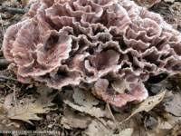 Image result for Podoscypha multizonata