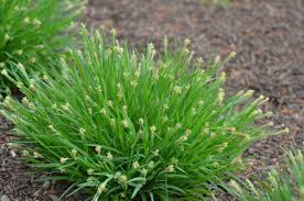 Attēlu rezultāti vaicājumam “Carex globularis flower”