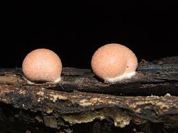 Attēlu rezultāti vaicājumam “Lycogala sphaeroconicum sessile”