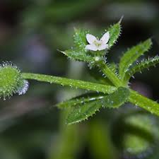 Image result for Galium aparine