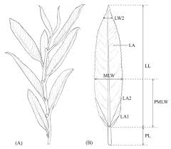 Attēlu rezultāti vaicājumam “Salix triandra leaf”