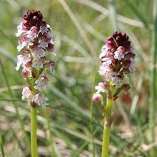 Attēlu rezultāti vaicājumam “Orchis ustulata flower”