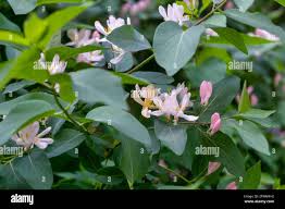 Attēlu rezultāti vaicājumam “Frangula alnus flower”
