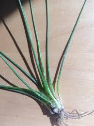 Attēlu rezultāti vaicājumam “Isoetes echinospora leaf”