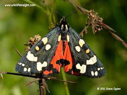 Attēlu rezultāti vaicājumam “Callimorpha dominula”