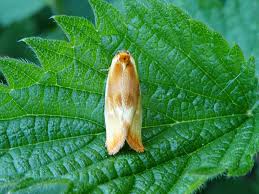 Attēlu rezultāti vaicājumam “Eulia ministrana”