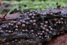 Attēlu rezultāti vaicājumam “Diderma radiatum macro”