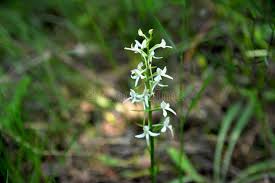 Attēlu rezultāti vaicājumam “Platanthera bifolia flower”