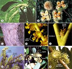 Attēlu rezultāti vaicājumam “Betula humilis female flower”