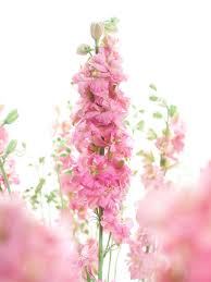 Image result for Rittersporn