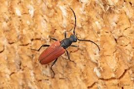 Attēlu rezultāti vaicājumam “Anastrangalia sanguinolenta”