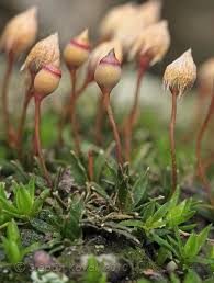 Attēlu rezultāti vaicājumam “Pogonatum nanum”