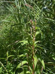 Attēlu rezultāti vaicājumam “Persicaria hydropiper”