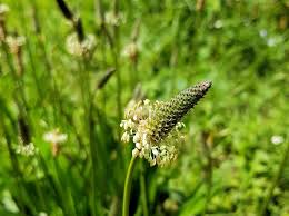 Attēlu rezultāti vaicājumam “Plantago lanceolata bud”