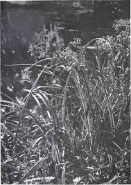 Attēlu rezultāti vaicājumam “Scirpus sylvaticus fruit”