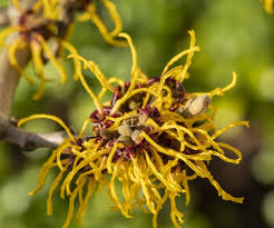 Attēlu rezultāti vaicājumam “Hamamelis mollis flower”