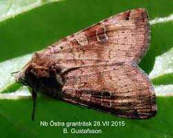 Attēlu rezultāti vaicājumam “Xestia baja”