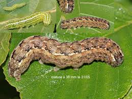 Attēlu rezultāti vaicājumam “Lithophane furcifera”