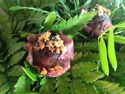 Image result for noma mad