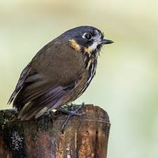 Attēlu rezultāti vaicājumam “Bayeriola thymicola”