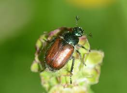 Attēlu rezultāti vaicājumam “Phyllopertha horticola imago”