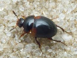 Attēlu rezultāti vaicājumam “Anisotoma humeralis”