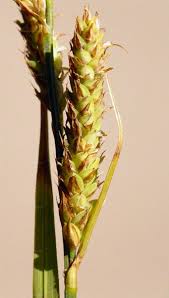 Attēlu rezultāti vaicājumam “Carex hartmanii”