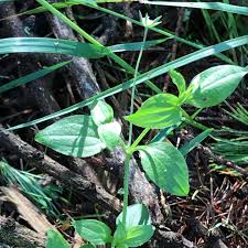 Attēlu rezultāti vaicājumam “Moehringia trinervia leaf”