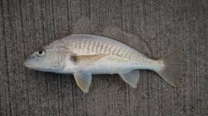 Image result for Micropogonias undulatus