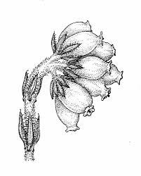 Attēlu rezultāti vaicājumam “Erica tetralix flower”