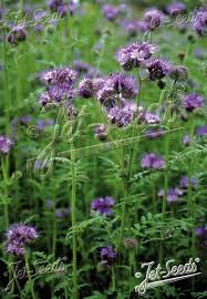 Attēlu rezultāti vaicājumam “Phacelia tanacetifolia”