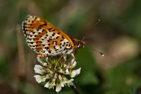 Attēlu rezultāti vaicājumam “Melitaea didyma”