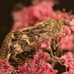 Attēlu rezultāti vaicājumam “Protoschinia scutosa”