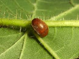 Attēlu rezultāti vaicājumam “Cychramus variegatus”