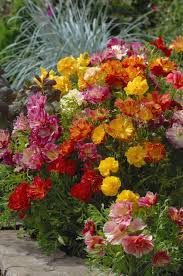 Attēlu rezultāti vaicājumam “Eschscholzia californica”