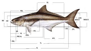 Image result for Rachycentron canadum