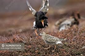 Attēlu rezultāti vaicājumam “Philomachus pugnax”