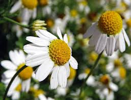 Attēlu rezultāti vaicājumam “Matricaria chamomilla”