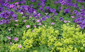 Image result for Frauenmantel