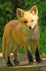 Attēlu rezultāti vaicājumam “Vulpes vulpes  juvenile”