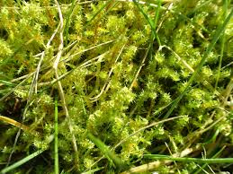 Attēlu rezultāti vaicājumam “Rhytidiadelphus squarrosus”