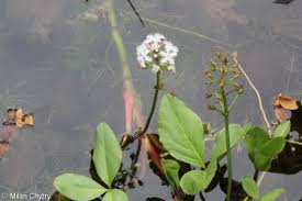 Attēlu rezultāti vaicājumam “Menyanthes trifoliata fruit”